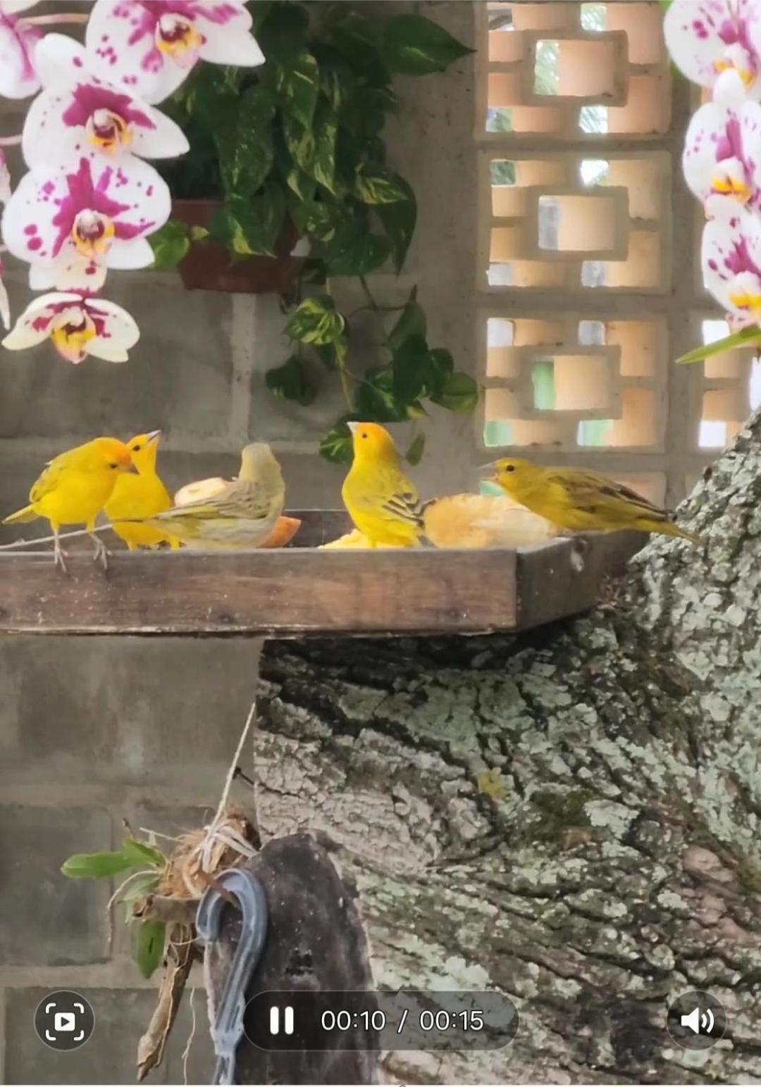 Pousada Canto Do Sabia Piúma Buitenkant foto